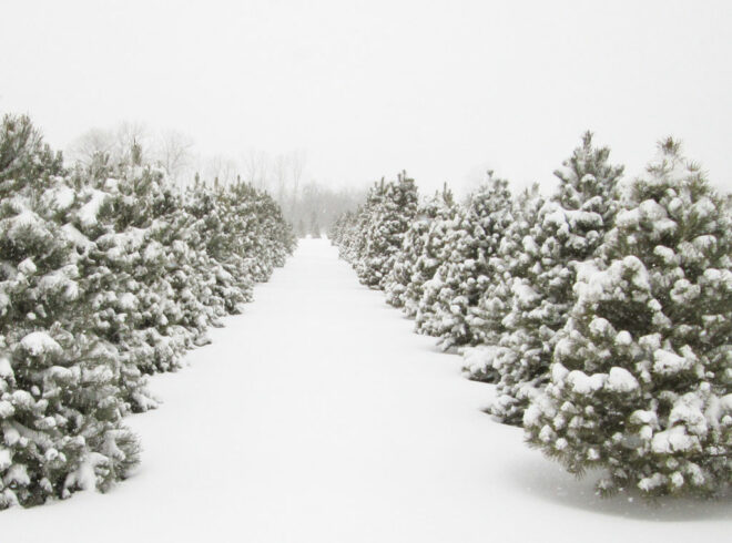 country-christmas-trees-farm-snowy-winter